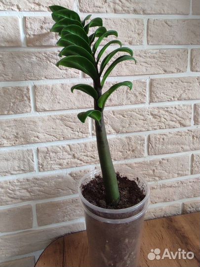 Замиокулькас зензи жук (bag)