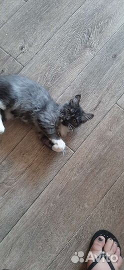 Котенок в дар бесплатно