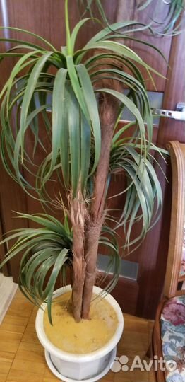 Интерьерная пальма с напольным горшком