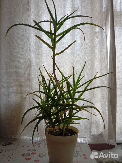 Алоэ (столетник)