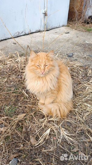 Кошка и кот в добрые руки