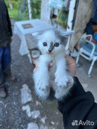 Котята. Метисы