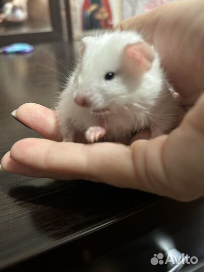 Сирийский хомяк малыш