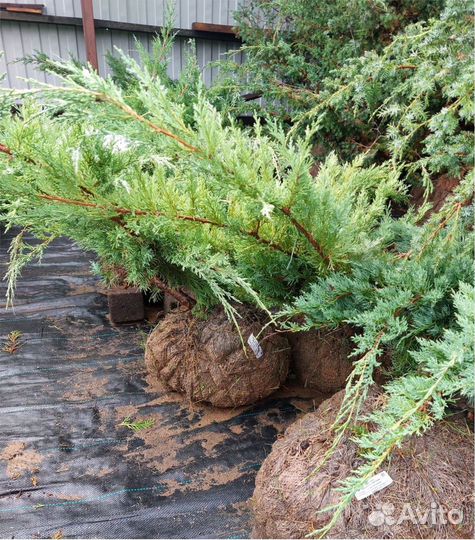 Кедр сибирский ель туя шаровидная можжевельник саж