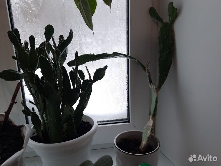 Кактус опунция