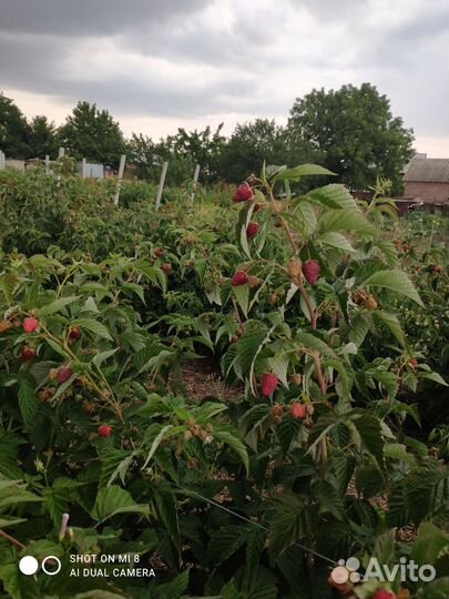 Малина Атлант, Химбо Топ, Полька, Зюгана