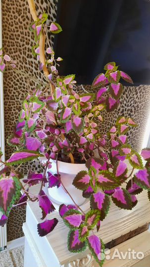 Цветы комнатные