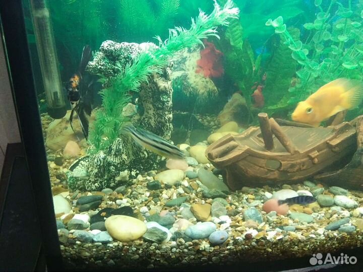 Аквариумы от 200 литров