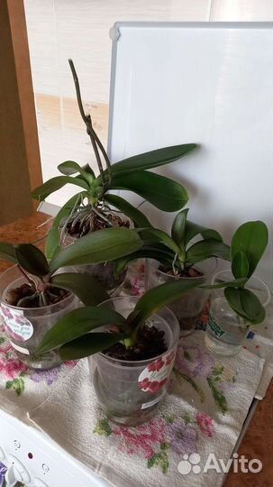 Орхидеи продажа