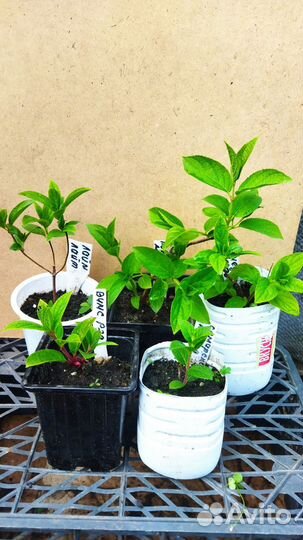 Гортензия метельчатая, декоративные кустарники