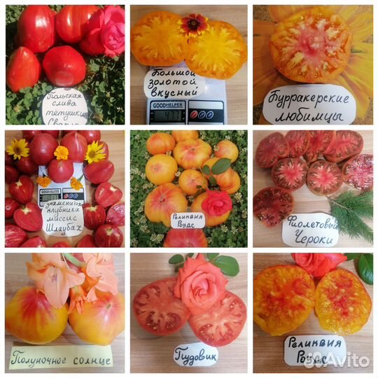 Семена сортовых томатов