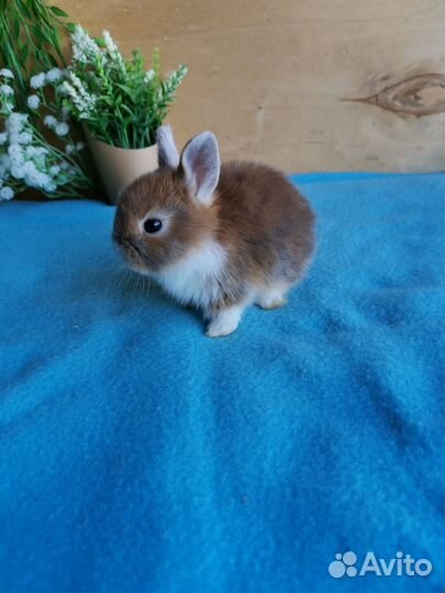 Карликовые крольчата