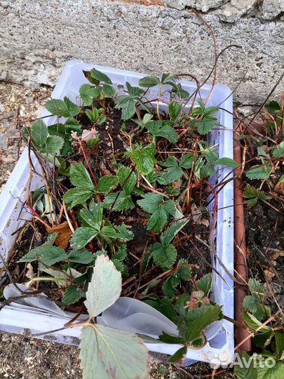 Рассада клубники не ремонтантная