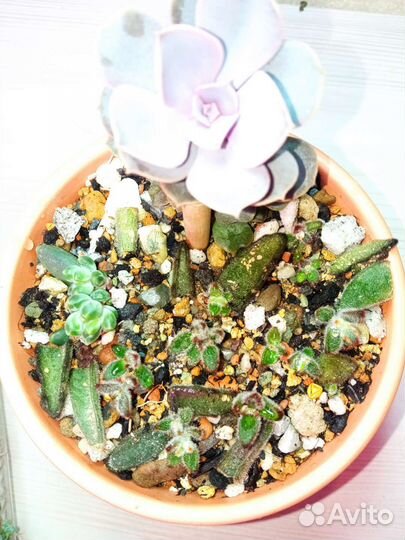 Набор суккулентов