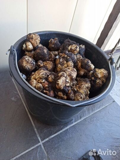 Топинамбур клубни