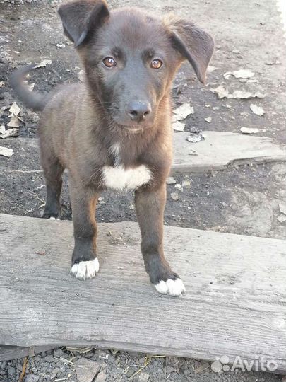 Щенки в добрые и ответственные руки