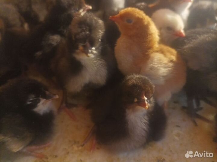 Цыплята пород ухейлюй и маран