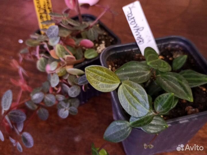 Ампельные комнатные