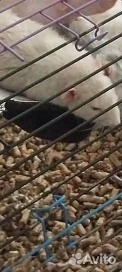 Крыса дамбо мальчик