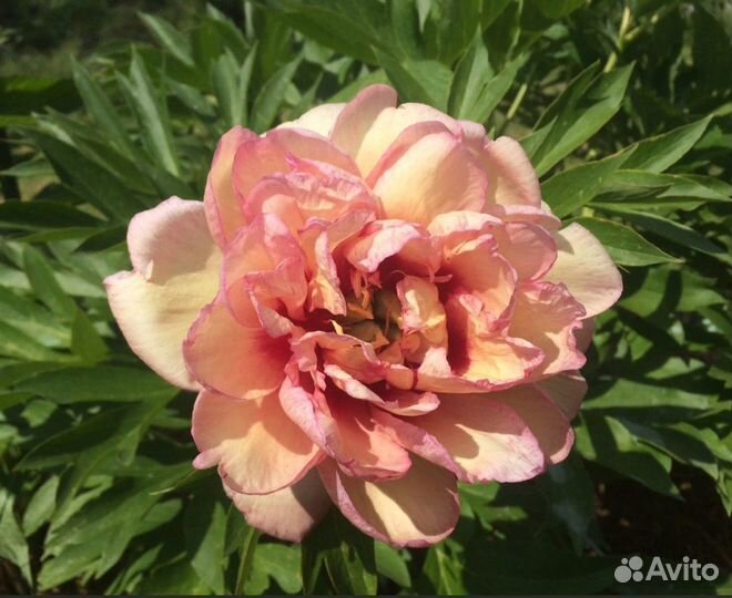 Ито-пионы (саженцы с зкс)