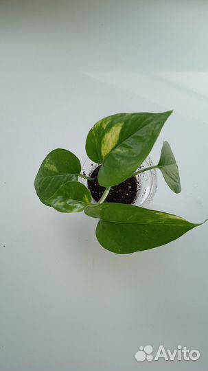 Сциндапсусы(эпипремнумы):Треби, Марбл Квин, Аурэум