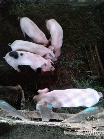 Поросенок ландрас