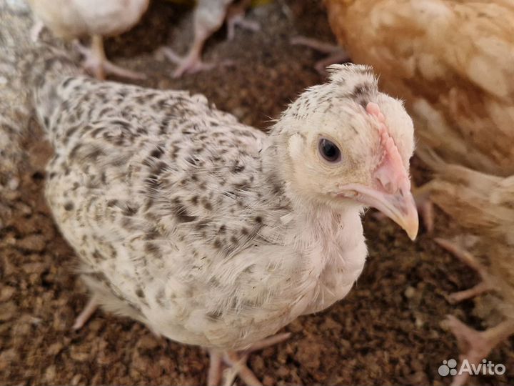 Куры молодки доминант