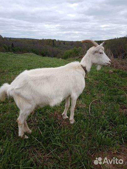 Зааненская дойная коза