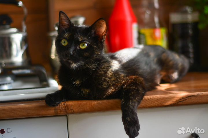 Изящная кошечка в добрые руки