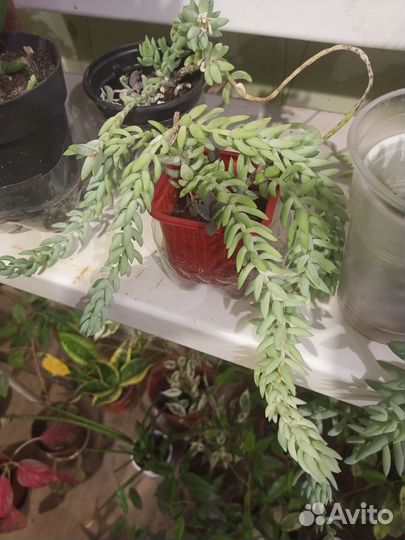 Суккуленты