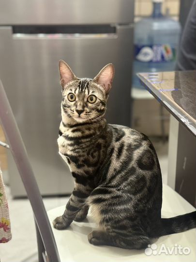 Бенгальская кошка