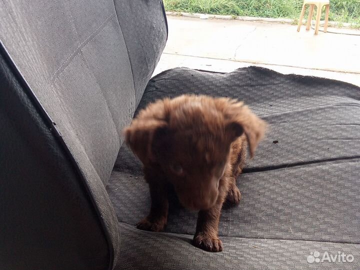 Отдам щенков (мальчики) в добрые руки