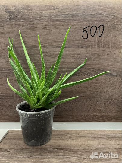 Алоэ комнатное растение цветок