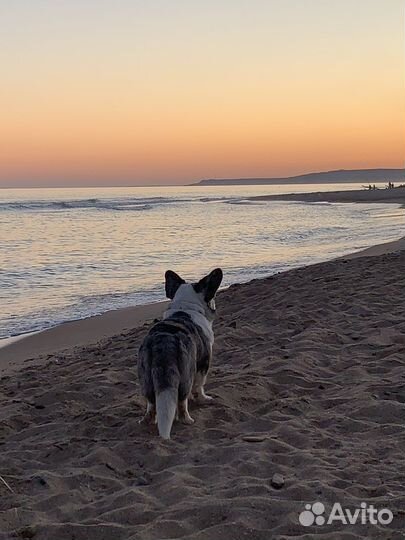 Вязка корги кардиган блю мерль