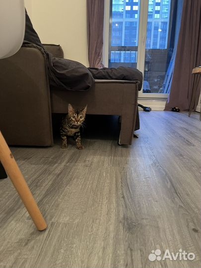 Бенгальская кошка