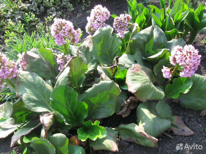 Редкие многолетние растения для сада