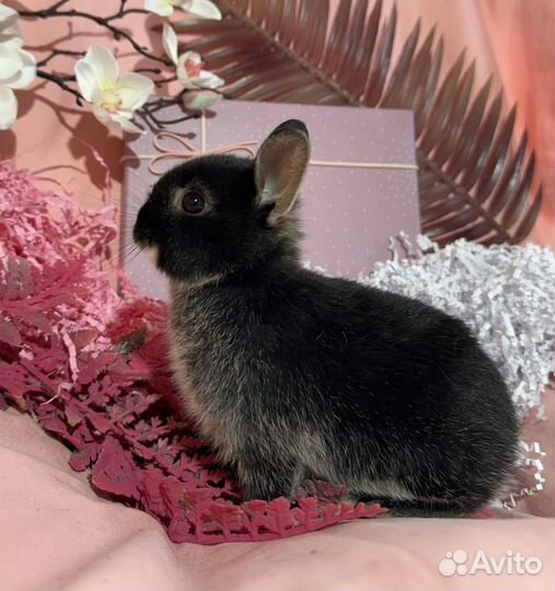 Карликовые крольчата, цветной карлик, минор