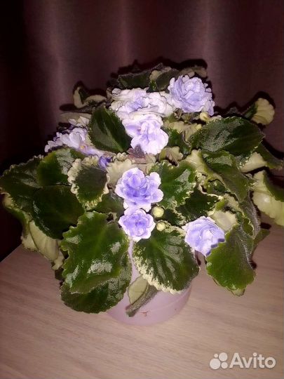 Фиалка сортовая