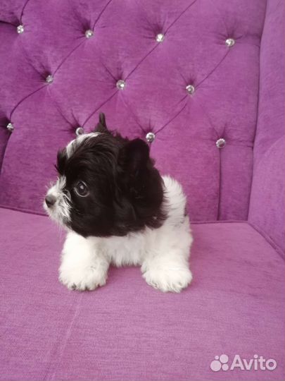 Бивер малыши