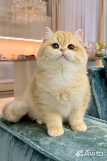 Милые чистокровные британские золотые котята