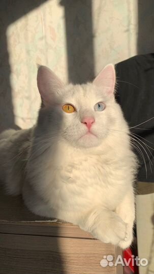 Передержка животных