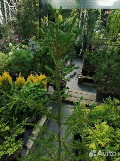 Ель канадская белая