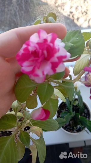 Бальзамин ванька мокрый