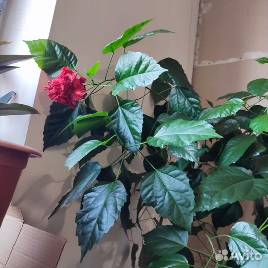 Гибискус красный махровый, молодые,укорененные