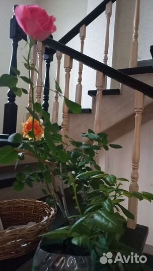 Саженцы цветов