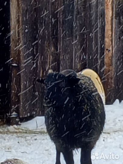 Продам коз, овец