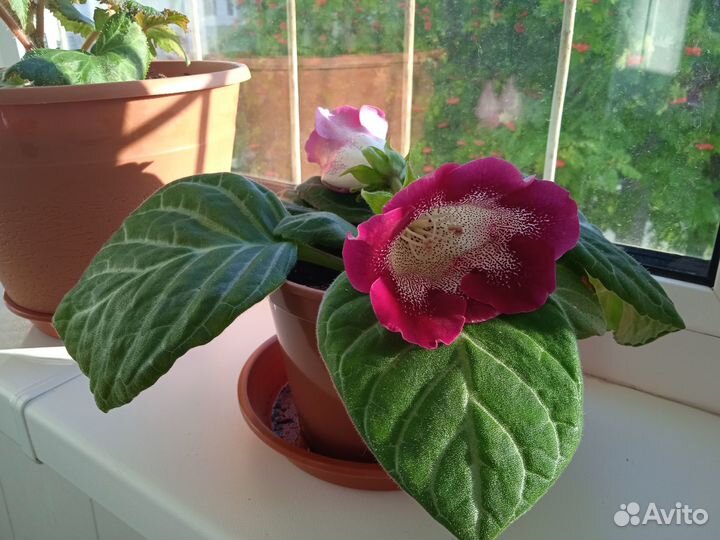 Листья глоксиний на срез