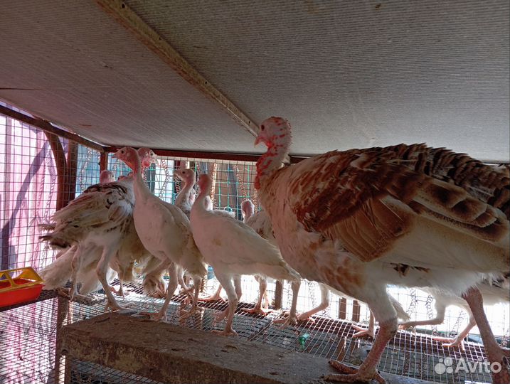 Индюки индюшата