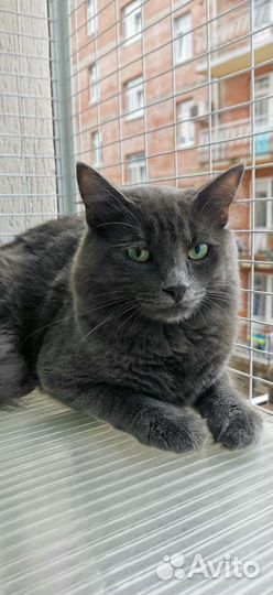 Изумительный Морис молодой котик