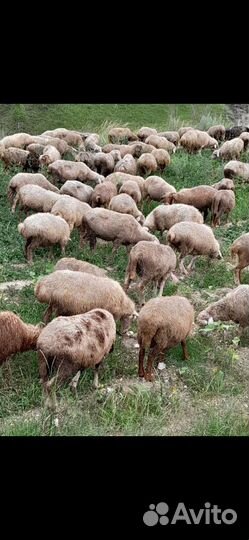 Овцы матки ягнята бараны